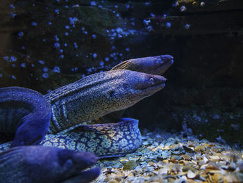 Close-up of fish swimming in sea