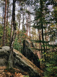 Trees in forest