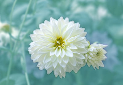 Close-up of white flowering plant