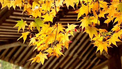 Close-up of yellow leaves on plant during autumn