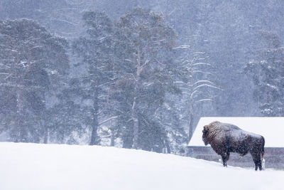 View of snow on field during winter