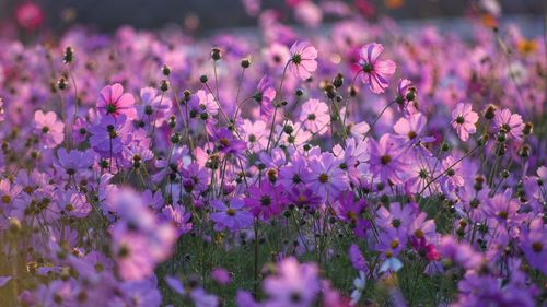 Cosmos in the sunshine