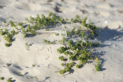 Close-up of plant on sand