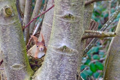 Close-up of squirrel on tree trunk