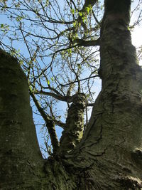 Low angle view of tree against sky