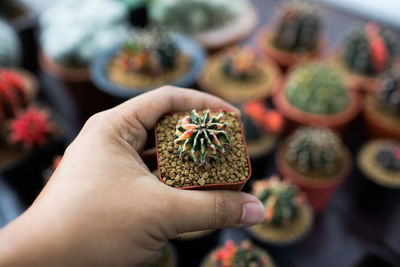 Close-up of hand holding cactus