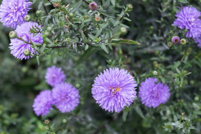 Close-up of purple flowers blooming outdoors