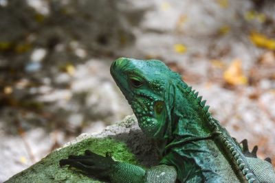 Close-up of lizard on rock