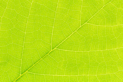 Macro shot of green leaf