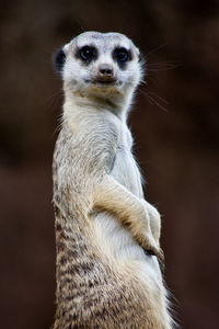 Close-up of meerkat looking away outdoors