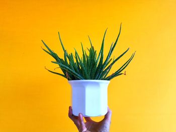 Close-up of hand holding plant against yellow background