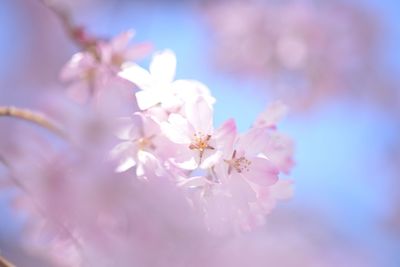 Close-up of pink flowers