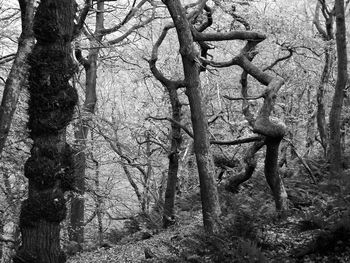 Bare tree in forest