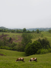 Sheep grazing in a field