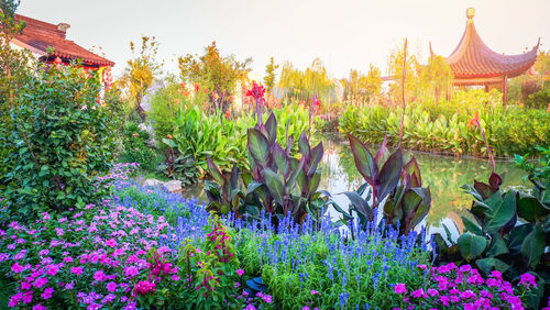 Purple flowering plants by lake against buildings