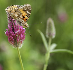 Close-up of butterfly pollinating on purple flower