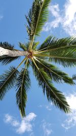 Low angle view of palm tree against sky