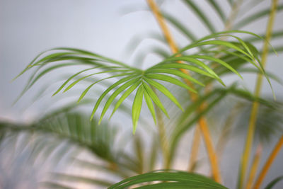 Close-up of fresh green leaves