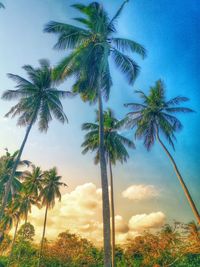 Low angle view of coconut palm trees against sky