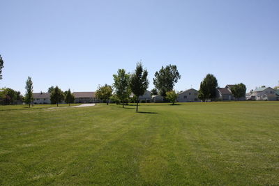 Trees on grassy field against blue sky