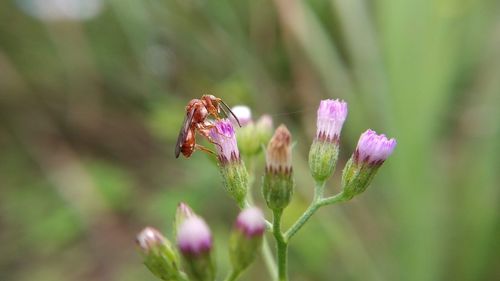 Close-up of butterfly pollinating on pink flower