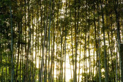 Low angle view of bamboo trees against sky
