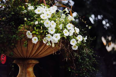 Close-up of white flowers