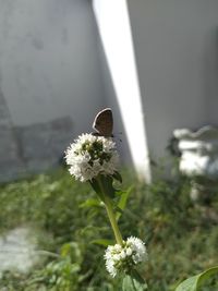 Close-up of white flowering plant