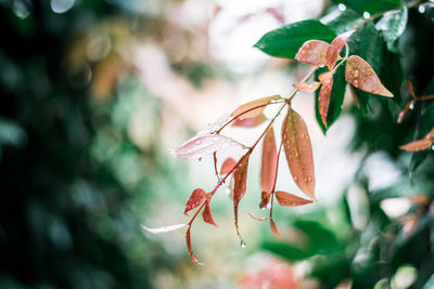 Close-up of leaves