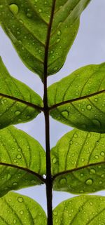 Close-up of wet plant leaves