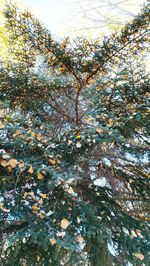 Full frame shot of trees during autumn