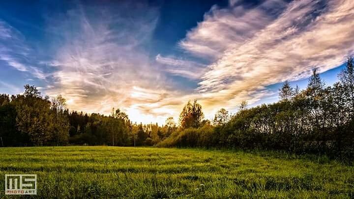 tree, sky, tranquility, tranquil scene, grass, field, beauty in nature, scenics, landscape, growth, nature, green color, cloud - sky, cloud, grassy, blue, idyllic, sunlight, non-urban scene, plant