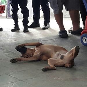 Low section of people with dog lying on floor