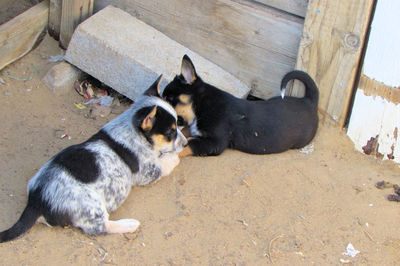 High angle view of puppy sitting outdoors