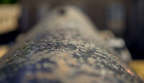 Close-up of lichen on tree trunk