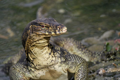 Close-up of lizard in sea