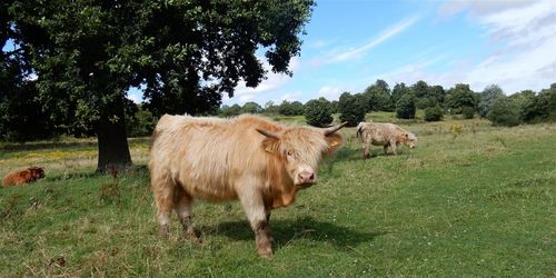 Portrait of highland cattle on landscape