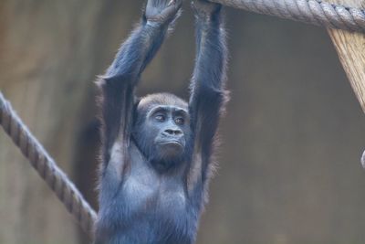 Monkey hanging on clothesline at zoo