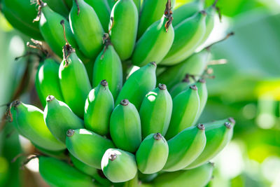 Close-up of fruits growing on tree