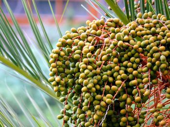 Low angle view of fruits on tree