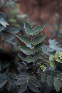 Close-up high angle view of plants growing in forest