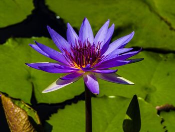 Close-up of purple water lily blooming in pond on sunny day