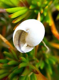 Close-up of flower bud