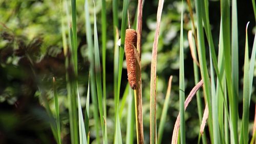 Close-up of plant growing on field