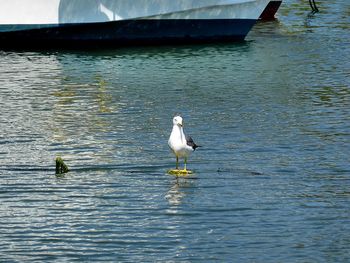 Bird in water