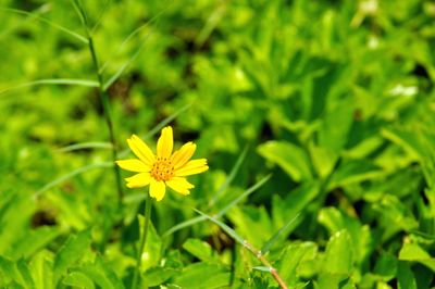 Close-up of yellow flower blooming outdoors