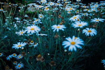 High angle view of daisies on field