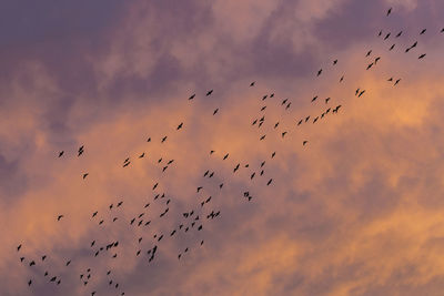 Low angle view of birds flying in sky