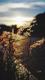 Close-up of plants at sunset