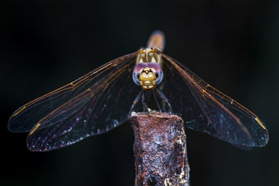 Close-up of dragonfly